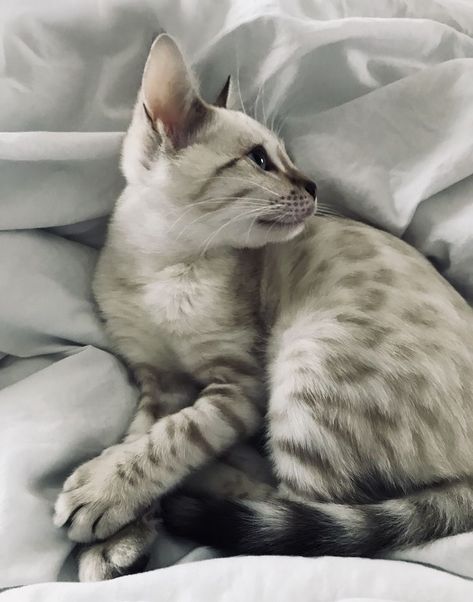 Blue Bengal Cat, Snow Bengal Kitten, Snow Bengal Cat, Kitten With Blue Eyes, Snow Bengal, Kitten Bengal, Bengal Cat Kitten, Cat Sweet, Cut Cat