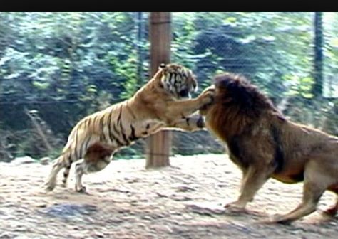 Siberian Tiger vs Lion. Lion Vs Tiger, Wild Life Videos, African Animals Photography, Wild Animals Attack, Tiger Attack, Royal Animals, Jungle Lion, Animal Attack, Siberian Tiger