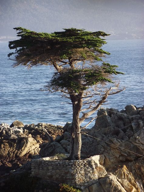 Lone Cyprus Tree @ 17 Mile Dr. Cyprus Tree, Cyprus Trees, Visual Metaphor, Lone Tree, Plant Tree, Cypress Trees, California Travel, Monterey, Cyprus