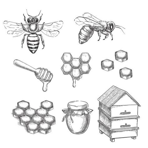 Honeycombs Drawings, Bee Sketch, Honey And Bee, Honey Bee Tattoo, Bee Drawing, Bee Photo, Bee Illustration, Bee Tattoo, Bee Art