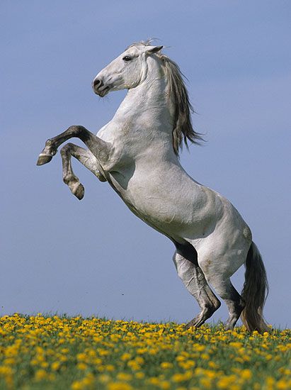 Rearing horse Wild Horse Rearing, Horse Rearing, Rearing Horse, Stallion Horses, Beautiful Horse Pictures, Beautiful Arabian Horses, The Lone Ranger, Andalusian Horse, Most Beautiful Horses