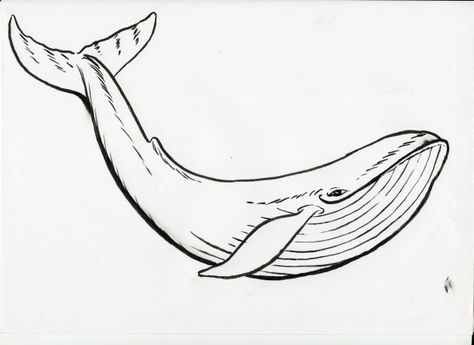 Blue Whale Drawing, Whale Outline, Whale Sketch, Whale Pictures, Whale Coloring Pages, Whale Tattoo, Whale Drawing, Tier Tattoo, Knight Tattoo