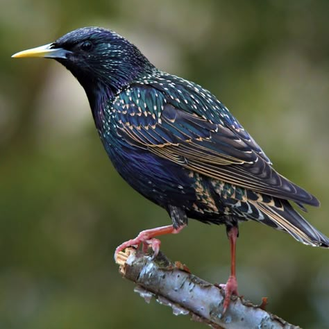 European Starling Bird, European Starling Tattoo, Starling Painting, Starlings Bird, Starling Birds, Starling Bird, European Starling, Common Starling, Bird Identification