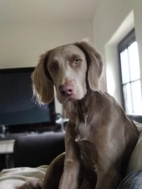 Long Haired Weimaraner, Weimaraner Dogs, Old Dog, Weimaraner, Kitten Cat, Cute Creatures, Doberman, Beautiful Dogs, Big Dogs