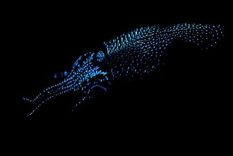 Firefly squid in the dark. Gloomstalker Ranger, Illustrative Textiles, Firefly Squid, Bioluminescent Plankton, Toyama Japan, Deep Sea Life, Aquatic Creatures, Deep Sea Creatures, Aquatic Animals