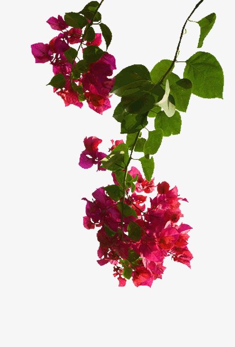 Bougenville Flowers Aesthetic, Bougenville Flowers, Floral Reference, Bougainvillea Flower, Aesthetic Tree, How To Make Butterfly, Leaves Png, Lovely Perfume, Art Elements