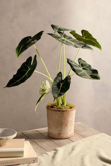 Also known as the "green velvet" plant due to its textured, deeply colored leaves. The Alocasia 'Frydek' has pointed, arrow-shaped leaves, often with bold varigation. A gorgeous and popular tropical houseplant due to its striking appearance, it can be high maintenance. Intolerant of being under-or-over watered and needs consistent, bright indirect light to thrive. Pet owners: the Alocasia 'Frydek' is poisonous to cats and dogs. Alocasia Mirror Face, Velvet Plant, Alocasia Frydek, Alocasia Plant, Tropical Flower Plants, Colored Leaves, Inside Plants, Potted Houseplants, Low Light Plants