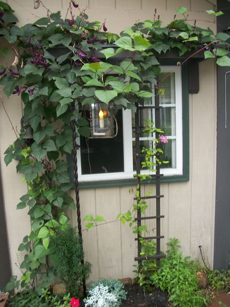 Close-up of hyacinth bean vine on trellis and window awning Trellis In Front Of Window, Hyacinth Bean Vine Trellis, Vines Around Window, Vine On Trellis, Tuscan Cottage, Window Trellises, Hyacinth Bean, Hyacinth Bean Vine, Green Activities