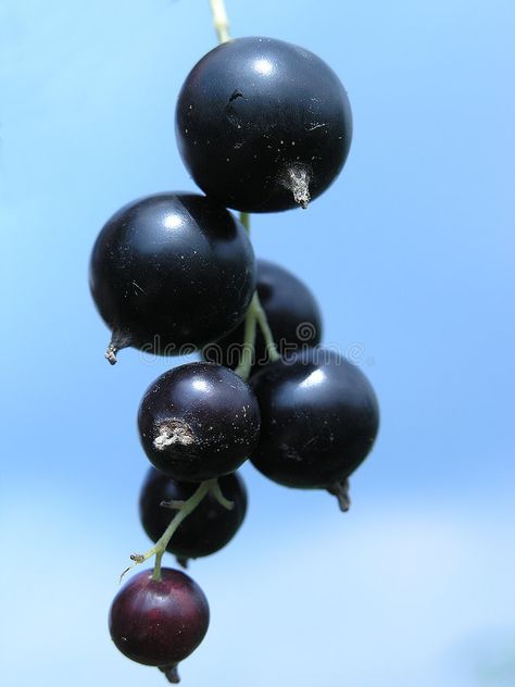 Black currant. Branch of a black currant over sky , #AFF, #currant, #Black, #Branch, #sky, #black #ad Pottery Inspo, Sky Black, Black Currant, Black Currants, Architecture Photo, Limited Editions, A Black, Chakra, Royalty Free Stock Photos