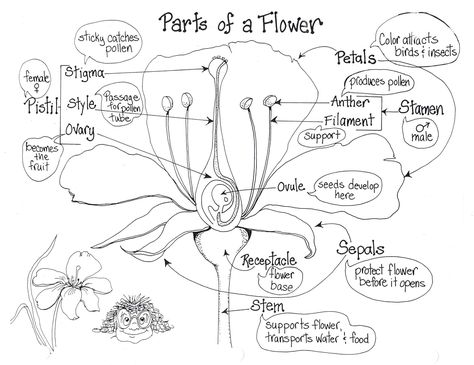 Diagram Of A Flower, Flower Diagram, Plants Science, Plants Worksheets, Nature Studies, Plants Unit, Education Science, 4th Grade Science, Teaching Biology