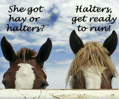 She Got Hay or Halters? Funny Horse Memes, Horse Quotes Funny, Horse Jokes, Funny Horses, Hunter Jumper, Horse Quotes, Funny Horse, Horse Crazy, Cute Horses