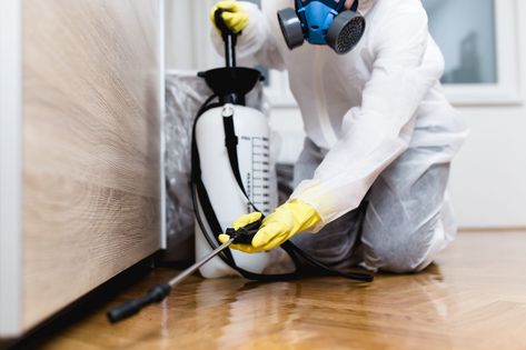 7 Things Your Cockroach Exterminator Wants You To Know Cockroach Control, Deep Cleaning Services, Best Pest Control, Termite Control, Office Cleaning, Pest Control Services, House Office, Bed Bugs, Clean Office