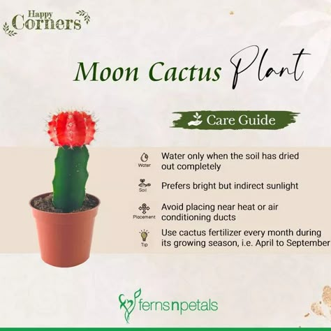 Moon Cactus Care, Cactus Care Indoor, Dorm Plants, Plants Reference, Safe House Plants, Plants Names, Taking Care Of Plants, Cactus Indoor, Plant Nanny