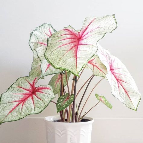 @lovethemplantd recently bought this beautiful #Caladium White Queen 💗 #houseplants #houseplantclub #plants #urbanjungle #indoorplants #indoorgarden #indoorjungle Plant Vibes, Plant Obsession, Pink Plants, Jungle Life, Plant Wishlist, Pink Plant, Indoor Jungle, Starter Plants, House Plants Decor