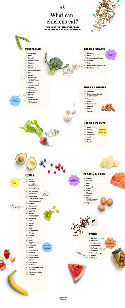 Things Chickens Can Eat, Can Chickens Eat Carrots, Plants Chickens Can Eat, Food Chickens Can Eat, Herbs Chickens Can Eat, What Scraps Can Chickens Eat, Foods Chickens Can Eat, Can Chickens Eat Tomatoes, Chicken Safe Foods