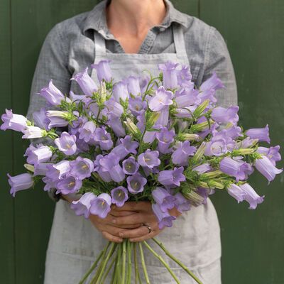 Campanula Bouquet, Campanula Flowers, Spring Crops, Sensitive Plant, Short Plants, Cut Flower Garden, Plant Spacing, Fresh Cut Flowers, Flower Display