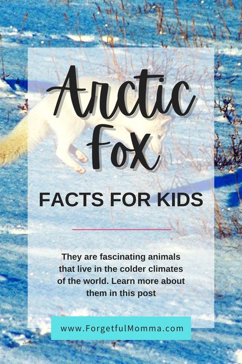 Arctic fox are fascinating animals that live in the colder climates of the world. Learn more about them in this post. Artic Fox Preschool Activities, Arctic Fox Project, Arctic Fox Art For Kids, Fox Facts For Kids, Arctic Fox Facts, Fox Habitat, Arctic Fox Art, Polar Activities, Habitat Project