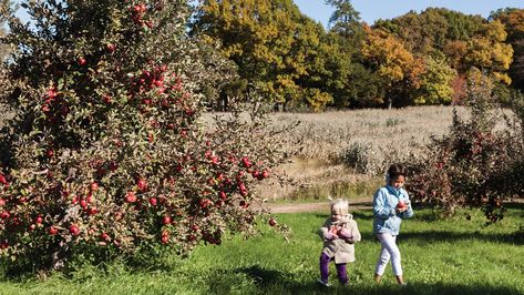 Editors' Picks of the Best Apple Orchards in the Twin Cities Scarecrow Festival, Cider Tasting, Perfect Fall Day, Apple Orchards, Apple Varieties, Farm Kids, City Family, Local Gifts, Apple Fritters