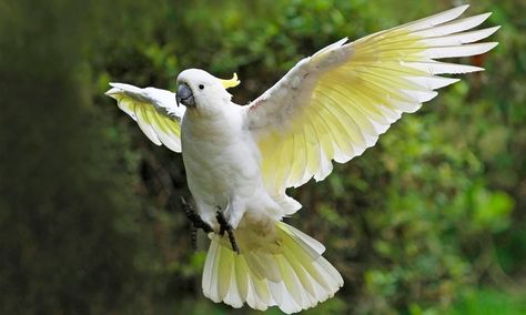 Sulphur-crested Cockatoo | Sulphur-Crested Cockatoo HD Wallpapers | HD Wallpapers (High ... Burung Kakatua, Birds Of Australia, Australian Birds, Funny Birds, Parrot Bird, Australian Animals, Bird Sculpture, Exotic Birds, Tropical Birds