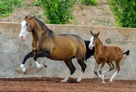 Mare And Foal, Pony Breeds, Photography Drawing, Andalusian Horse, Most Beautiful Horses, Baby Horses, All The Pretty Horses, Horse Drawings, Pretty Animals