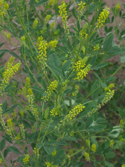 Foraging Texas: Sweet Clover Permaculture Farm, Clover Plant, Sweet Clover, Wild Foraging, Clover Flower, Wild Edibles, Farm Design, Late Winter, Wild Food