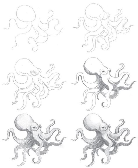 Drawings Of Starfish, Octopus Drawing Step By Step, Sea Reference, Octopus Drawings, Draw An Octopus, Drawing In Circle, Octopus Sketch, Sea Creatures Drawing, Octopus Drawing