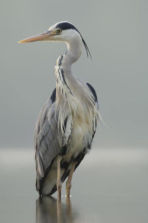 Blauwe reiger | Ecopedia Heron Photography, Heron Art, Painting Subjects, Bird Pictures, Blue Heron, Sea Birds, Bird Photo, Small Paintings, Bird Photography