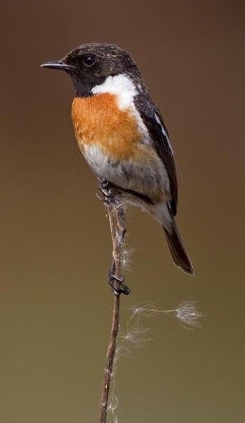 Uk Birds, Stonechat, Yorkshire Moors, Flycatchers, Different Birds, British Wildlife, Bird Pins, Bird Watcher, Bird Pictures