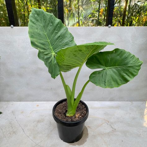 Alocasia Odora, Alocasia Macrorrhiza, Plantas Interior, Live Indoor Plants, Plant Help, Tropical Oasis, Patio Plants, Ready To Pop, Elephant Ears