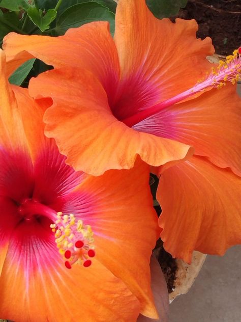 Fav Flower, Nothing But Flowers, Flower Therapy, Pretty Plants, Beautiful Flowers Pictures, Summer Wallpaper, Summer Pictures, Exotic Flowers, Hibiscus Flowers