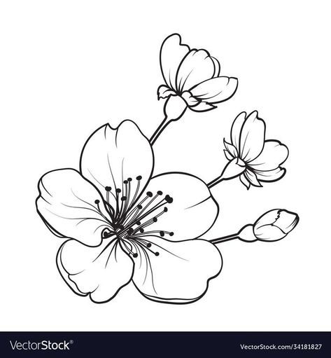 Cherry Blossom Drawing, Sakura Tattoo, Japanese Flower Tattoo, Sakura Flowers, Flowers Drawing, Sakura Flower, Flower Sketches, Japanese Flowers, Flower Tattoo Designs