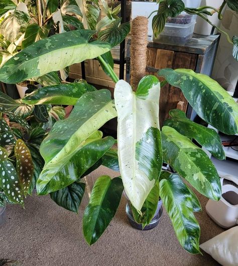 Philodendron Jose buono Jose Buono, Philodendron Giganteum Variegata, Jose Buono Philodendron, Philodendron Jose Bueno, Rare Philodendron, Philodendron Plant, Plant Goals, Greenhouse Plants, Variegated Plants