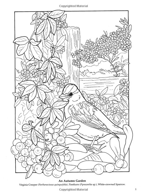 The Flower Garden Coloring Book (Dover Nature Coloring Book): Ruth Soffer: 9780486444970: Amazon.com: Books Garden Coloring, Gardens Coloring Book, Detailed Coloring Pages, Bird Coloring Pages, Adult Colouring Pages, Free Adult Coloring Pages, Printable Adult Coloring Pages, Adult Coloring Book Pages, Birds And Flowers