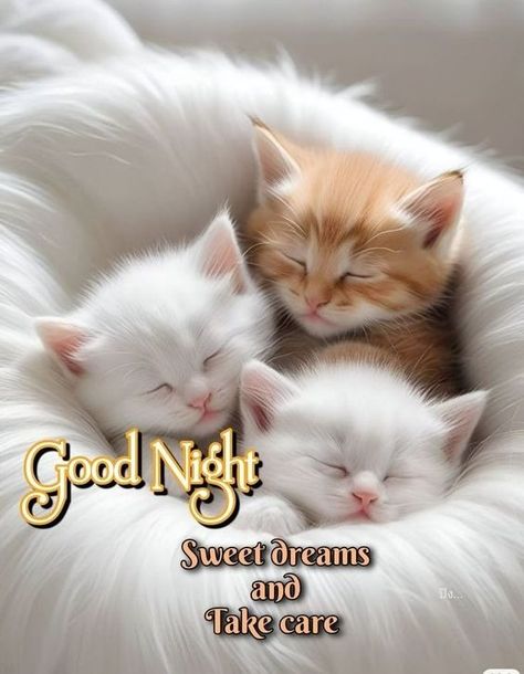 Blue Skies Ahead - Page 146 - Blogs & Forums Good Night Animals, Good Night Sweet Dreams Cute, Good Night Cats, Sweet Dreams Messages, Sweet Dreams Good Night, Sweet Good Night Messages, Good Night Blessings Quotes, Cute Cat Quotes, Good Night My Friend