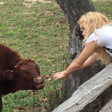 A Cow, The Grass, A Tree, A Woman, Cow