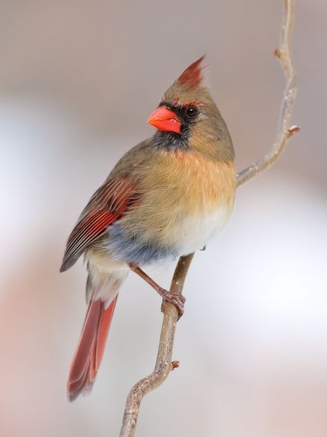 Northern Cardinal | Northern Cardinal (Cardinalis cardinalis… | Yi LUO | Flickr Photos Of Cardinal Birds, Woodstain Ideas, Realism Sketchbook, Cardinal Bird Photography, Cardinal Photography, Northern Cardinal Photography, Female Cardinal Bird, Cardinal Reference Photo, Cardinal Winter