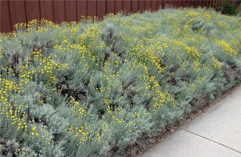 Lavender Cotton (Santolina chamaecyparissus) — Center for the Study of the Built Environment Santolina Chamaecyparissus, Habitat Restoration, Herb Wreath, Lavender Cotton, Growing Lavender, California Garden, Small Shrubs, Gravel Garden, Cotton Plant