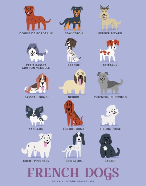 French Dog Breeds Dog Breeds Chart, Different Breeds Of Dogs, Petit Basset Griffon Vendeen, French Dogs, Breeds Of Dogs, 강아지 그림, Dog Print Art, Dog Clip, Springer Spaniel