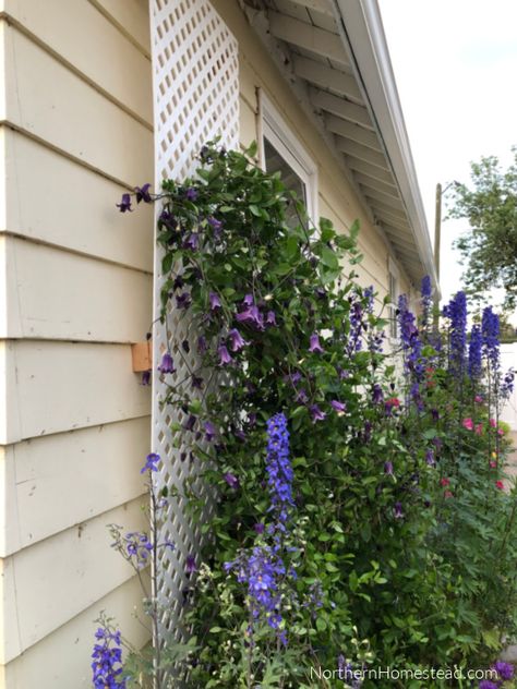 Easy lattice trellis for climbing plants - Northern Homestead Vinyl Lattice Panels, Geodesic Dome Greenhouse, Dome Greenhouse, Lattice Trellis, Growing Gardens, Greenhouse Growing, Rainwater Harvesting, Geodesic Dome, Hydroponics System