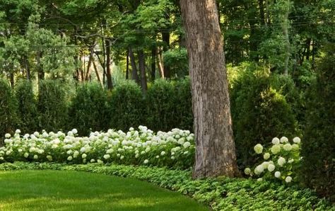 Adding flowering shrubs at the base of the Green Giant Arborvitae is an option Arborvitae Landscaping, Simple Garden Design, Arbor Vitae, Green Giant Arborvitae, Giant Arborvitae, Landscaping Along Fence, Historical Concepts, Hydrangea Landscaping, Evergreen Garden