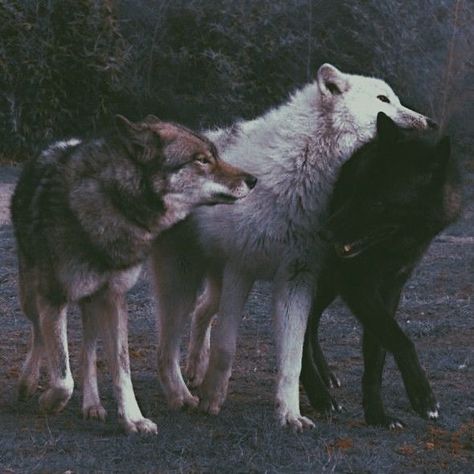 #wattpad #fantasy teleporting to twighlight may be the best thing ever will y/n love bella as a sister or will she find bella to be a basic bitch and as her enemy you never know until you see Lone Wolf Quotes, Werewolf Aesthetic, Wolf Love, Wolf Spirit, Beautiful Wolves, Black Wolf, Wolf Dog, Fantasy Aesthetic, Arte Fantasy