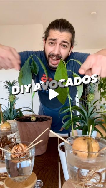 Diy Avocado Plant, How To Plant Avocado, Avocado Plant Indoor, How To Grow Avocado, Avocado Seeds Growing, How To Plant Avocado In A Pot, Growing Avocado Trees In Pots, Avocado Grow, How To Plant Avocado Seed