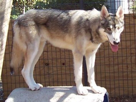 Low content. High content wolfdog, nearly impossible to differentiate from a wolf. Low Content Wolfdog, Northern Inuit Dog, Wolf Poses, Wolf Dogs, Wolf Love, Lone Wolf, Wolf Dog, A Wolf, Wolves