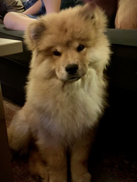 #cute #puppy #chowchow #mix #finnishlapphund #dog #adoreble #fluffy #fall #autumn Finnish Lapphund, Fluffy Dogs, Dirty Blonde, Cute Puppy, Chow Chow, Big Dogs, Fall Autumn, Bullet Journal, Puppies