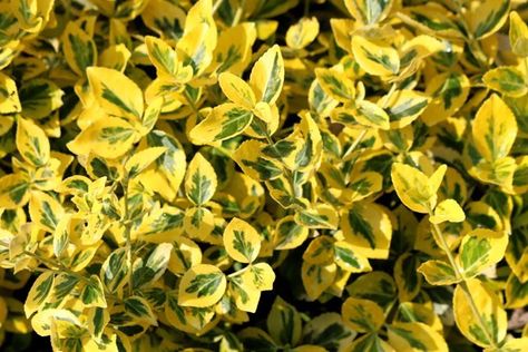 15 Best Evergreen Shrubs for Landscaping | Garden Design Euonymus Shrub, Evergreen Landscape Front Yard, Golden Euonymus, Sunshine Ligustrum, Shrubs For Landscaping, Evergreen Landscape, Shrubs For Privacy, Evergreen Bush, Shade Garden Design