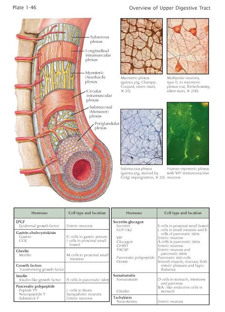 Enteric Nervous System   The digestive system’s enteric nervous system is by far the largest neural network outside of the CNS and contai... Anatomy Nervous System Notes, The Nervous System Human Anatomy, Neuro Science, Sympathetic Nervous System Overactive, Anatomy Posters, Enteric Nervous System, Gastrointestinal System, Spinal Column, The Digestive System