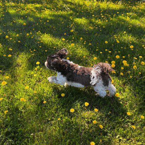 Running Through A Field, Dog Running, Dog Yard, Happy Birthday Quotes For Friends, Grass Field, Small Puppies, Dog Runs, Happy Birthday Quotes, White Dogs