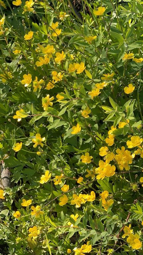 Yellowish Green Aesthetic, Yellow Theme, Yellowish Green, Flowers Summer, Random Pictures, Yellow Aesthetic, Summer Wallpaper, Green And Yellow, Theme Song