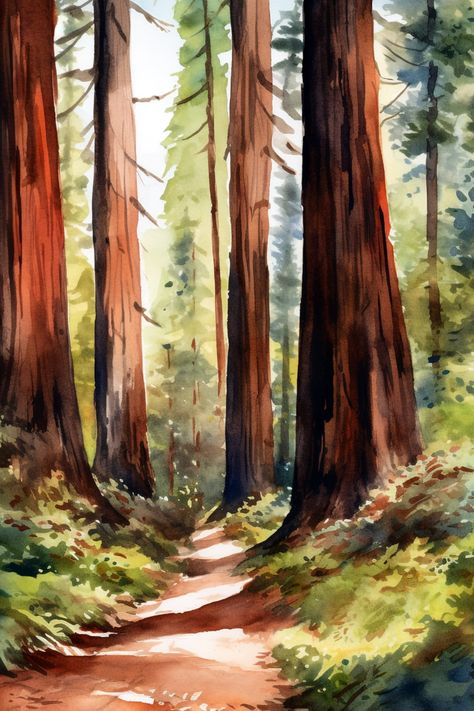 Trees Watercolor Painting, Prairie Creek Redwoods State Park, Jedediah Smith Redwoods State Park, Nature Watercolor Art, Redwood National And State Parks, Coastal Redwood, Trees Watercolor, Redwood Trees, Tree Watercolor Painting