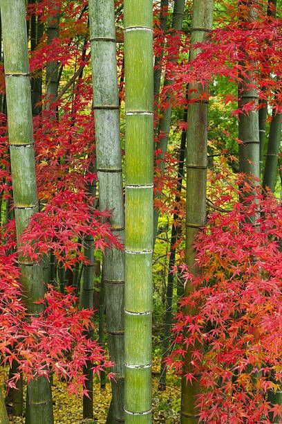 Bamboo Aesthetic, Nutcracker Inspiration, Lotus Flower Wallpaper, Clumping Bamboo, Bamboo Trees, Japan Temple, Japanese Tree, Green Bamboo, Japanese Garden Design